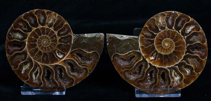 / Inch Agatized Ammonite (Pair) #5131